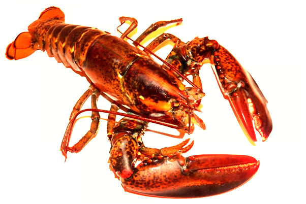 夢見蛇咬右掌之後被自己打死是好事還是壞事_周公解夢官網