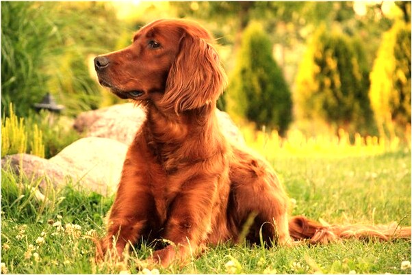 夢到了抱著狐狸甩掉咬我代表著什麼？_周公解夢官網