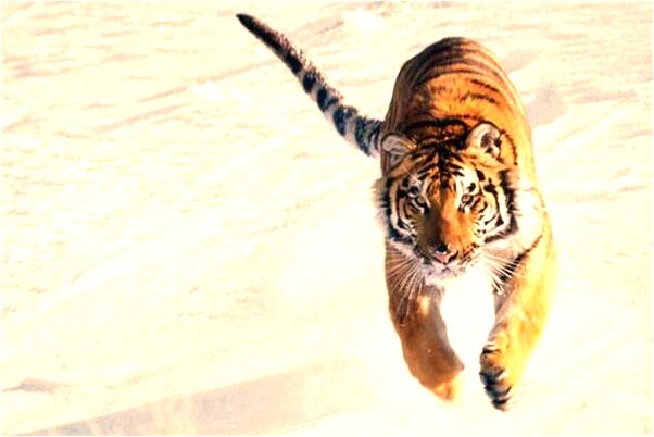 夢到醉漢給我小費怎么樣_周公解夢官網