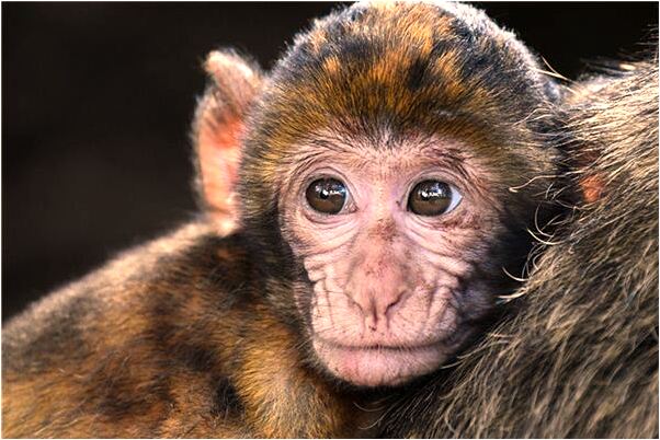 夢到別人幫自己打卦是怎么回事_周公解夢官網