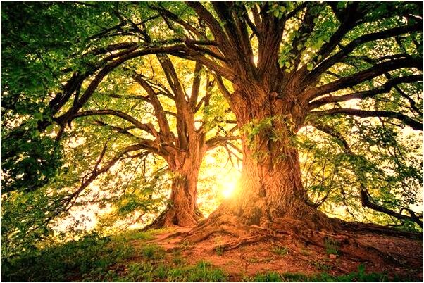 夢到了兩隻蟲子掉在身上代表著什麼_周公解夢官網