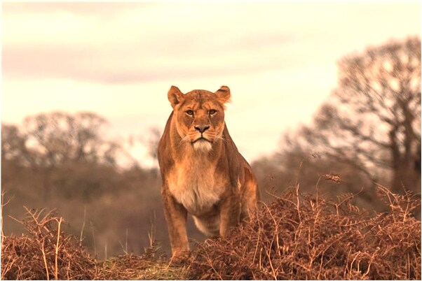 夢見蟒蛇吞大龜是什麼預兆_周公解夢官網