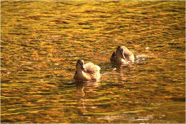 夢到了鞋裡有蛆什麼預兆_周公解夢官網