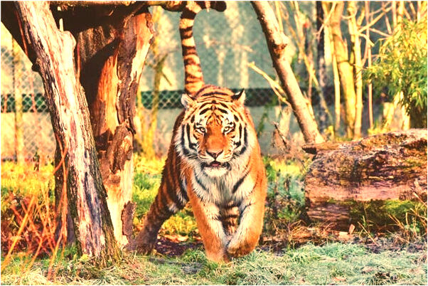 夢到了鬼怪要拉我走是什麼預兆？_周公解夢官網