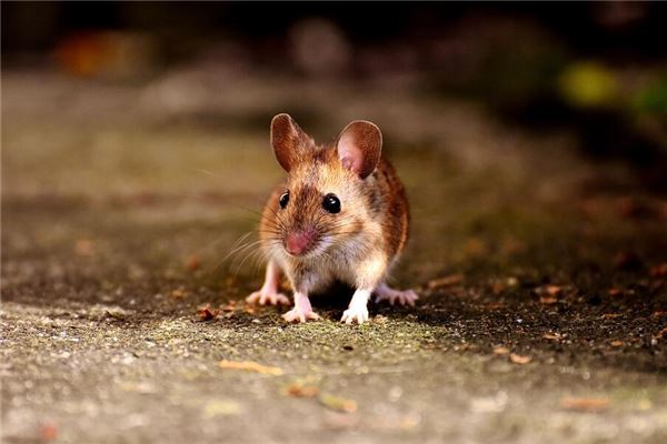 2020年樑上之鼠運好不好_十二生肖