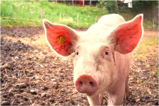 夢到了家人在大商場亂轉啥意思_周公解夢官網