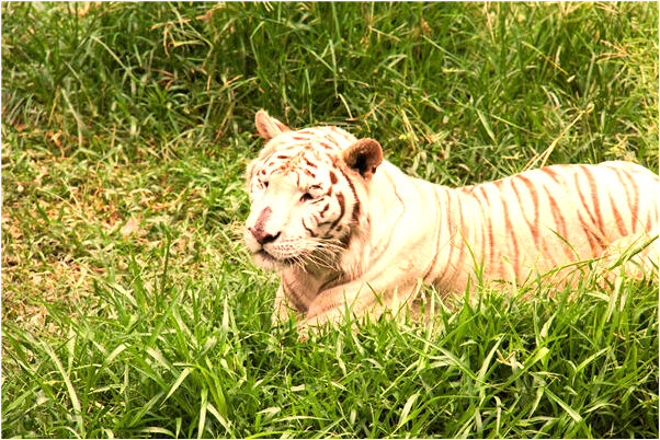 夢到了一條黑龍的預兆_周公解夢官網