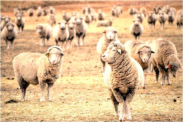 夢到朋友結婚新郎死了很高興是什麼徵兆_周公解夢官網