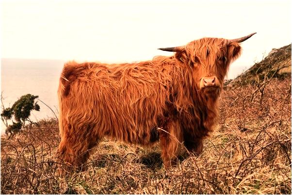 夢到能力水缸破了是吉兆嗎?_周公解夢官網