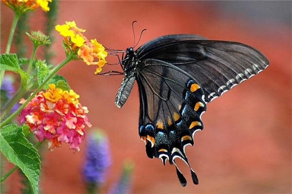 夢到捉黑蝴蝶預兆了什麼嗎_周公解夢