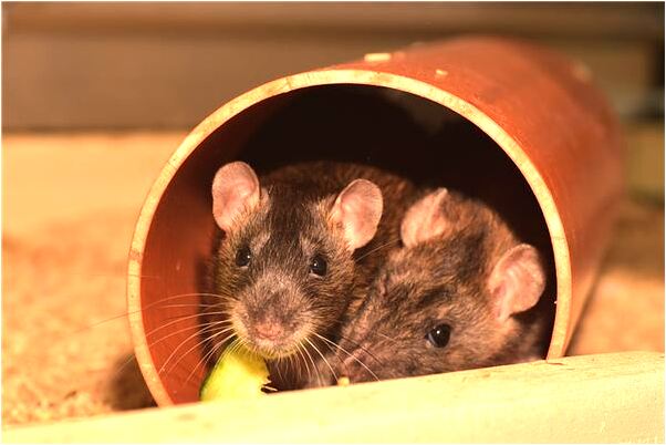 夢見一大群蛇放生好不好_周公解夢官網