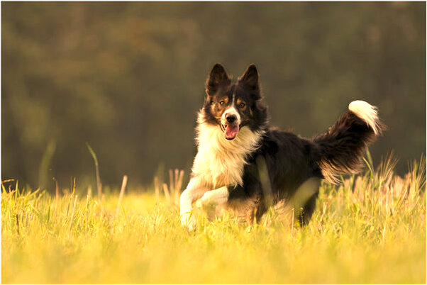 夢見夢中死去老公是凶兆還是吉兆_周公解夢官網