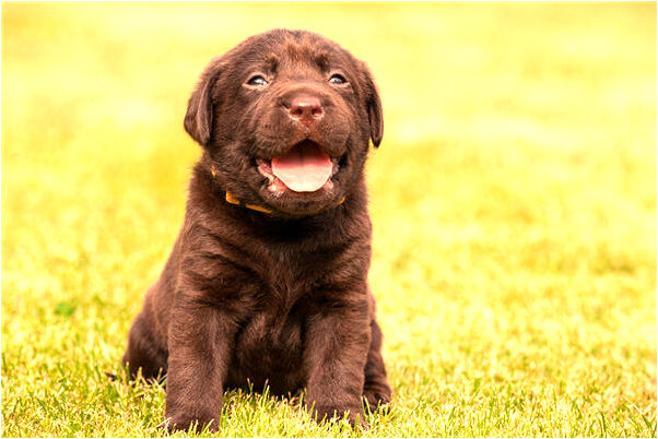 夢見未婚夫知我相親情緒低是好的徵兆嗎_周公解夢官網