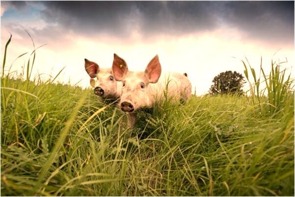 夢到了母親兒子的生肖被困意味著什麼_周公解夢官網