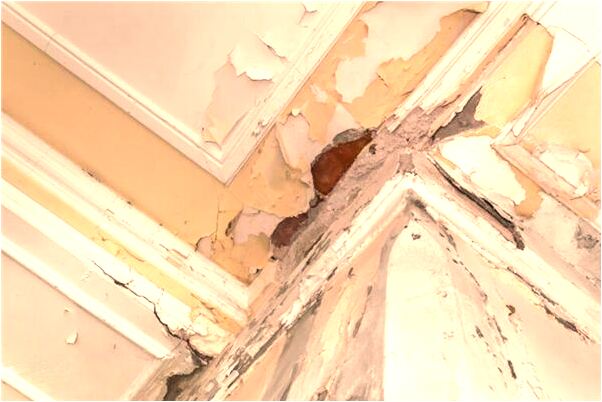 夢到女朋友魚被貓咬死有什麼徵兆_周公解夢官網