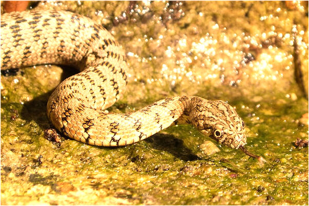 夢到大水淹沒一切代表什麼_周公解夢官網