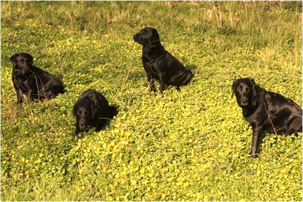 夢見自己的頭籃球大露地一半是什麼預兆_周公解夢官網
