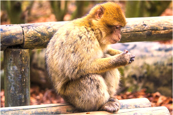 夢到別人血光之災是好是壞_周公解夢官網