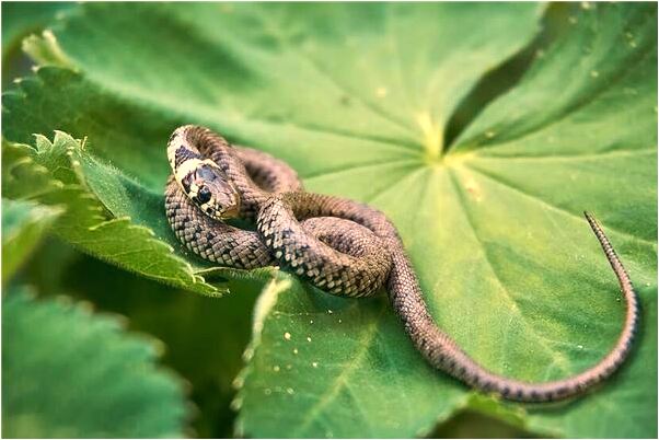 夢到了腳上長螞蟻會有什麼預兆_周公解夢官網