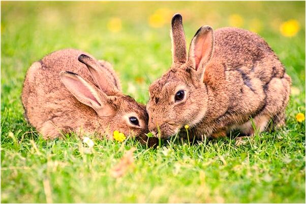 夢到了火車快速奔跑預示什麼_周公解夢官網