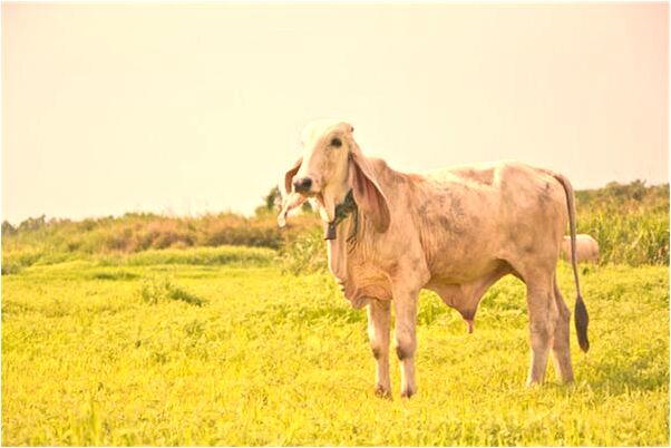 夢到了在田邊走路掉進泥田裡是不是好的徵兆呢_周公解夢官網