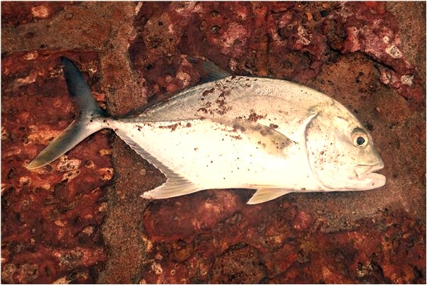 夢到自己的鞋要掉有什麼含義_周公解夢官網