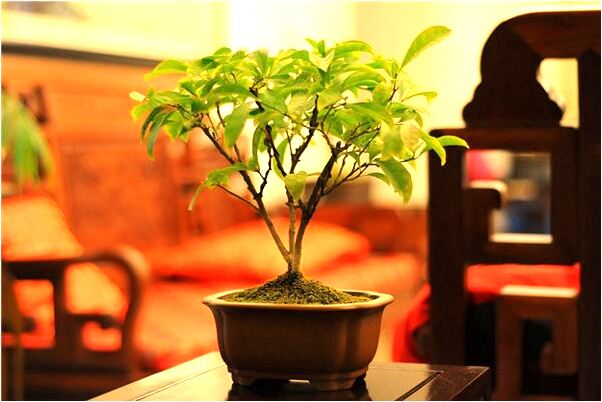 夢到了刷房淺藍色怎么回事_周公解夢官網