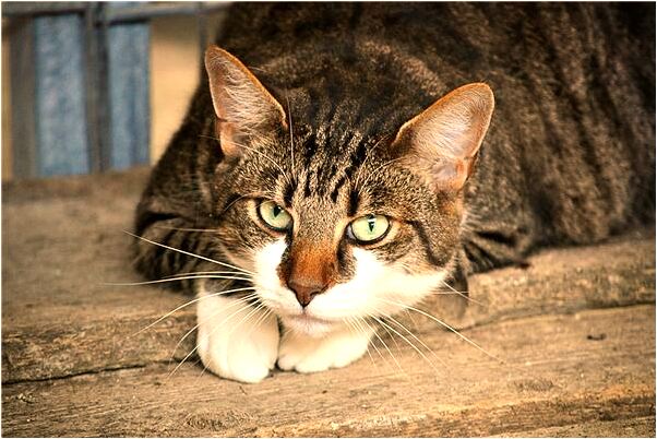 夢到喜事和喪事同堂預示什麼_周公解夢官網