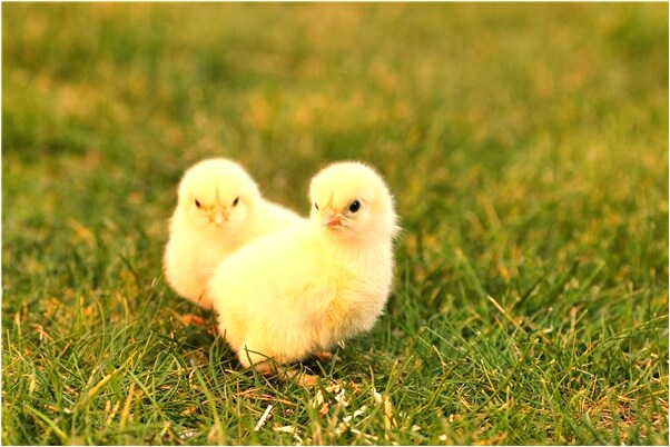 夢到了蛇在我旁邊有什麼意思_周公解夢官網