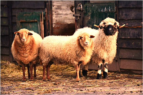 夢到妹妹生個男孩子的預兆_周公解夢官網