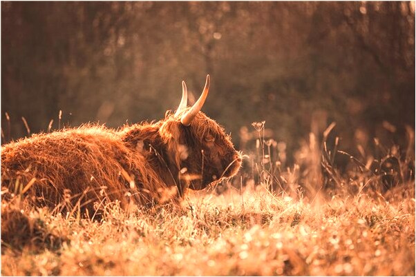 夢到了在醫院照顧小豬是什麼意思？_周公解夢官網
