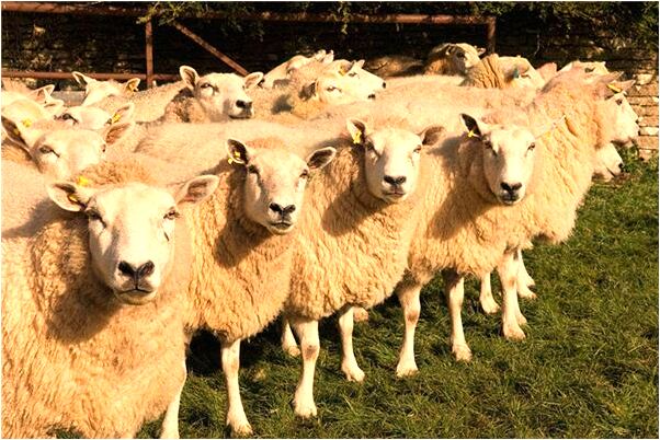 夢到在祭拜已故的外婆是什麼預兆_周公解夢官網