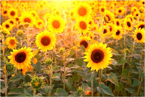 夢到了死掉的媽罵我有什麼說法_周公解夢官網