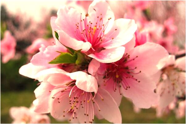 夢到了捉到大雁又準備去放生是凶兆還是吉兆_周公解夢官網