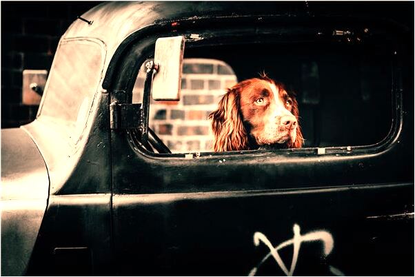 夢見吃蛇肉和蛇皮何解有什麼說法_周公解夢官網