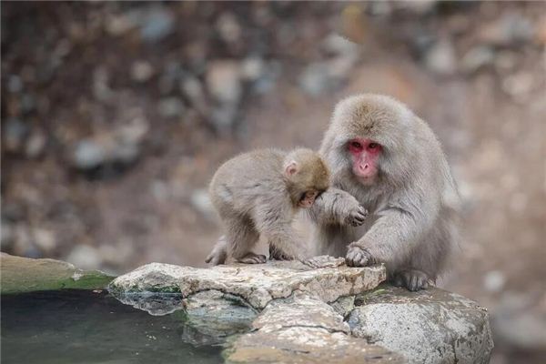 1980年幾點出生的人命好_十二生肖