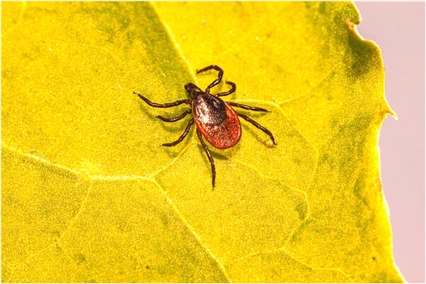 夢到自己上廁所害怕掉下去是什麼預兆_周公解夢官網