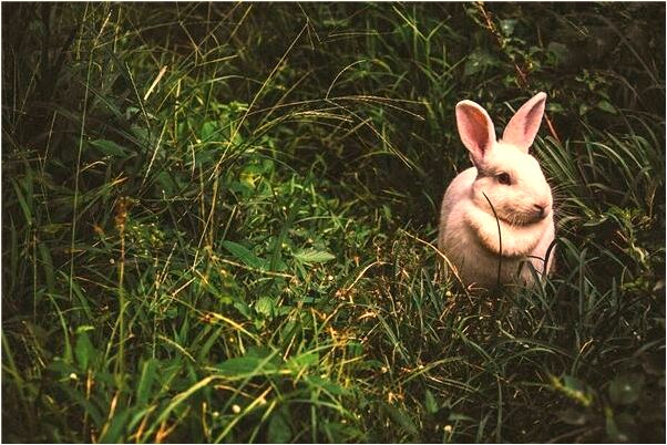 夢見老婆和別人睡在床上有什麼寓意嗎？_周公解夢官網