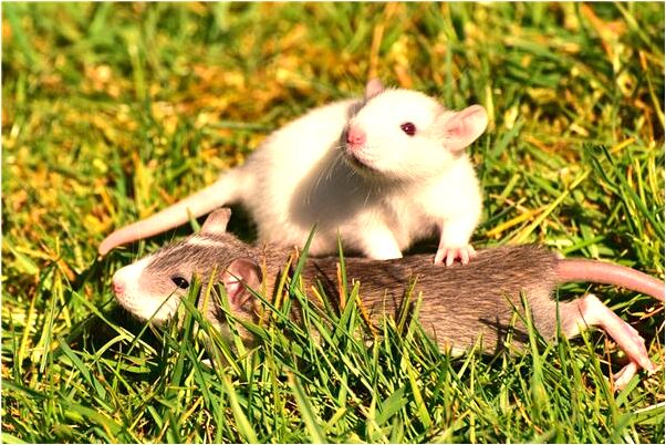 夢到了群名變成了一把掃除好不好_周公解夢官網