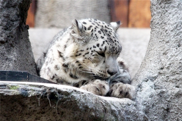 夢到了猛獸追趕有什麼含義_周公解夢