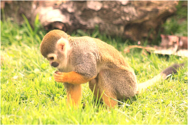 夢到和父親反目成仇什麼預兆_周公解夢官網