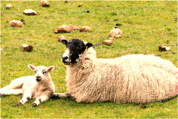 夢見父親打自己自己不服氣會有什麼預兆_周公解夢官網