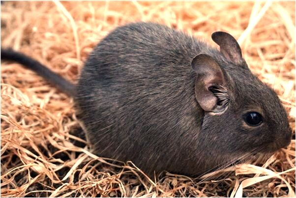 夢到外婆對我搞怪臉是不是好的徵兆呢_周公解夢官網