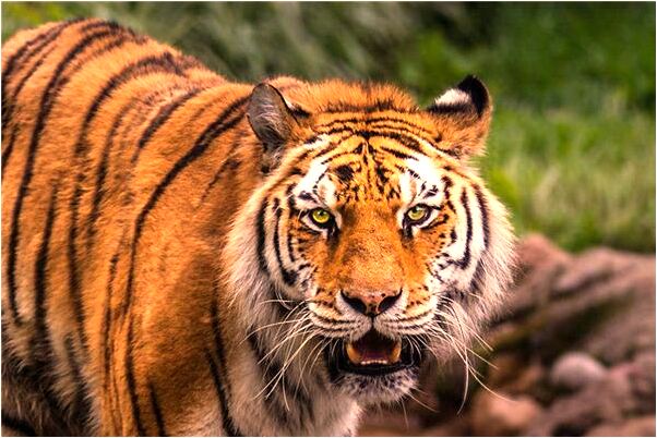 夢見滿身螃蟹是凶兆還是吉兆_周公解夢官網