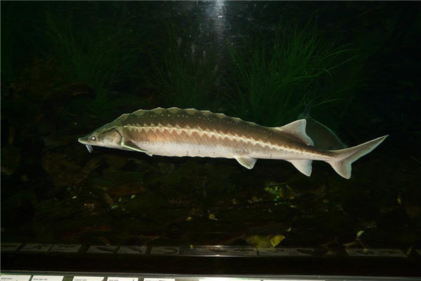 夢到中華鱘是好是壞_周公解夢