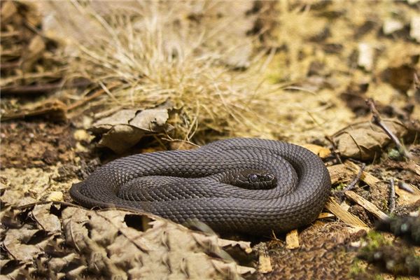 女人做夢夢到滿地的蛇_周公解夢