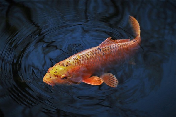 夢到了鯉魚死了預示著什麼_周公解夢