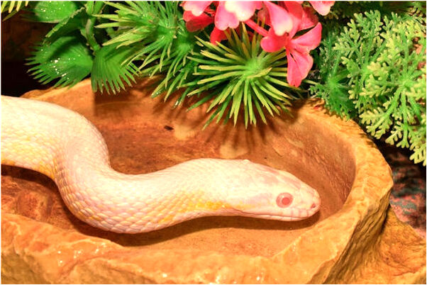 夢到了和異性去爬山怎么說_周公解夢官網