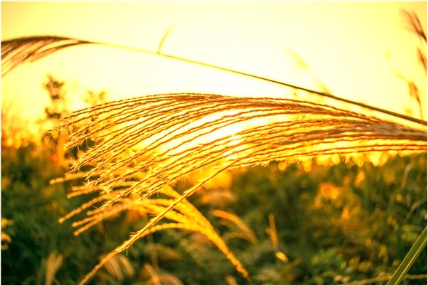 夢到了我和爸爸在山上被猴子捉弄什麼預兆_周公解夢官網