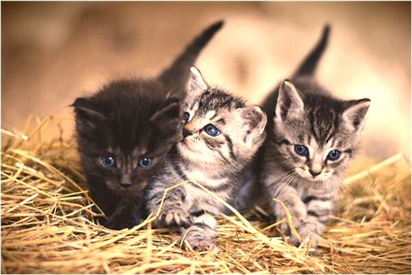 夢到了被螞蟥咬怎么解有什麼含義_周公解夢官網